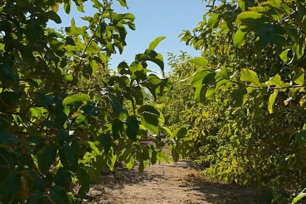 sustainability-at-jaz-hotel-group-1