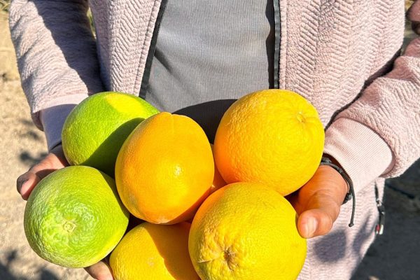 sustainability-at-jaz-hotel-group-2