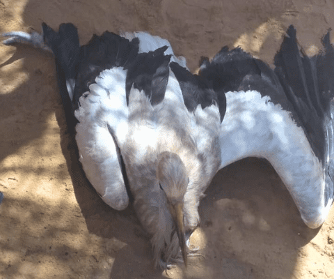 jaz-hotel-group-extends-helping-hand-to-wildlife-1 jaz-hotel-group-extends-helping-hand-to-wildlife-1