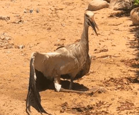 jaz-hotel-group-extends-helping-hand-to-wildlife-3 jaz-hotel-group-extends-helping-hand-to-wildlife-3